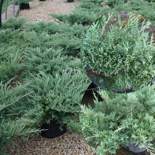 Juniperus horizontalis 'Hughes' - Roomav kadakas 'Hughes' P9/0,55L